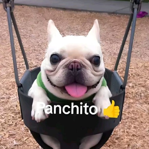 Avatar de panchito123971