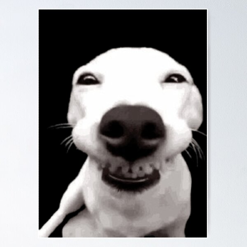 Avatar de alangorooo